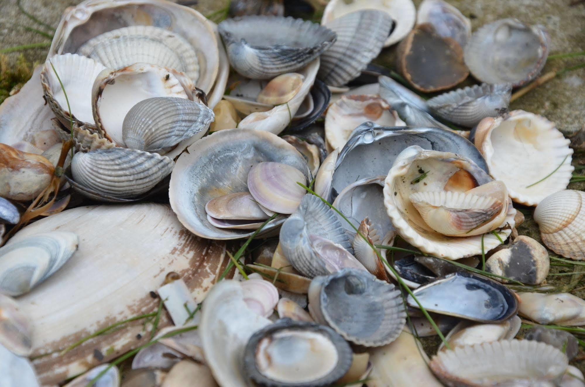 Dormio Resort Berck Sur Mer Eksteriør billede